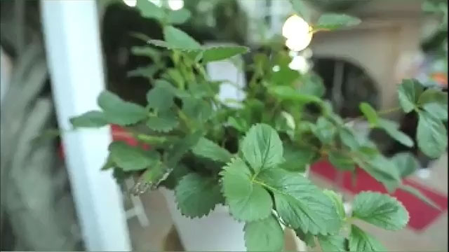 organizacija događaja Urban Event Team